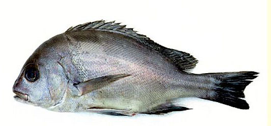Plectorhinchus mediterraneus_03